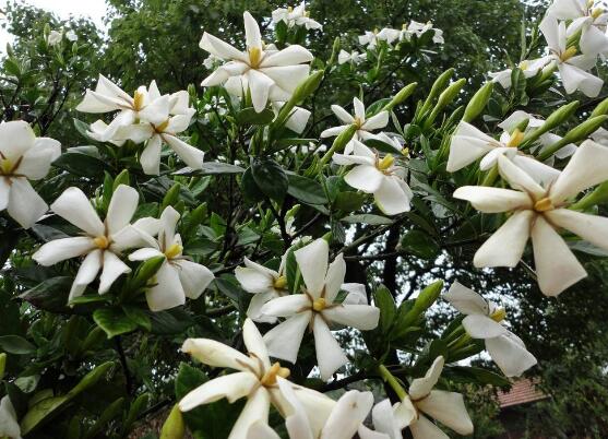 <b>梔子花怎么繁殖，梔子花五大繁殖方法</b>