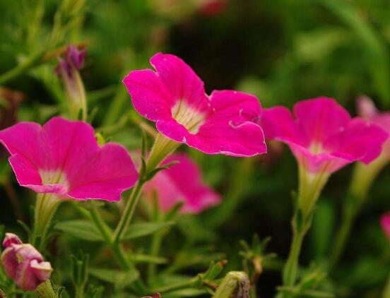 牽牛花怎么修剪，牽牛花修剪方法