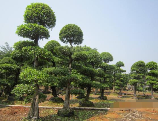 榕樹可以水培嗎，榕樹水培方法