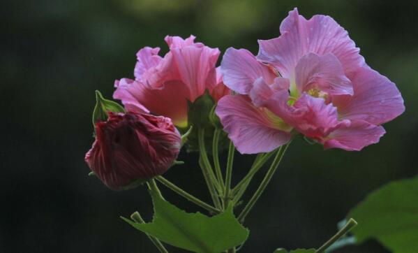 芙蓉花怎么養，芙蓉花適合在室內養嗎