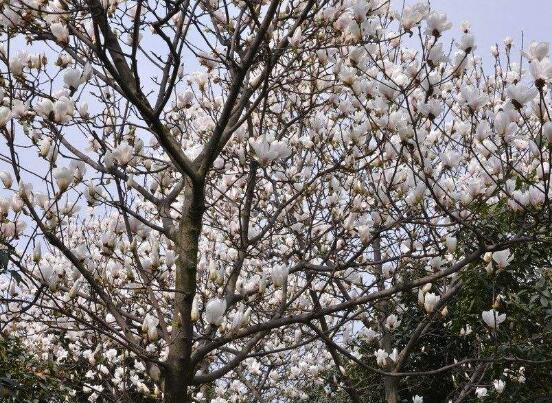 玉蘭花花語(yǔ)，代表著高潔、芬芳，純潔的愛(ài)，