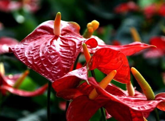 紅掌什么時候開花，一年四季均可開花