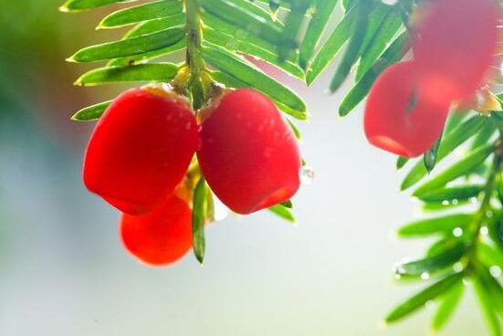 家里養紅豆杉風水好嗎，起到延年益壽、幸福