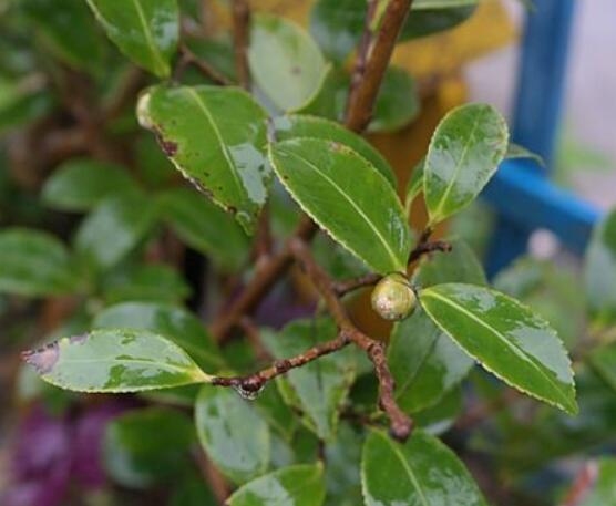 茶花有蕾不開花怎么辦，三種原因以及解決方法