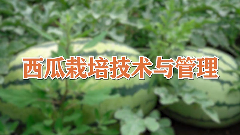 西瓜栽培技術(shù)與管理