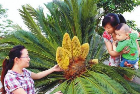 鐵樹開花嗎，鐵樹多久開一次花(10-20年)