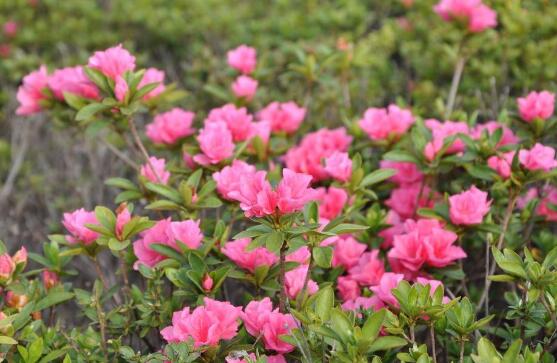 杜鵑花有毒嗎，杜鵑花能放在臥室嗎