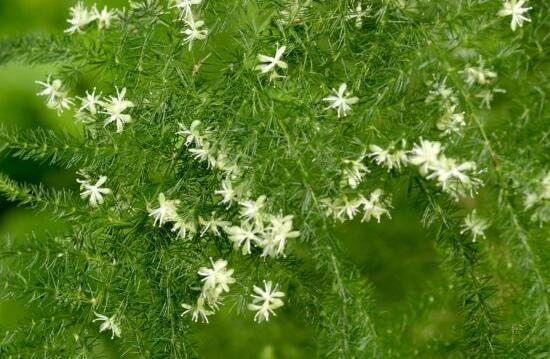 文竹會開花嗎，文竹開花有什么兆頭/很難開花