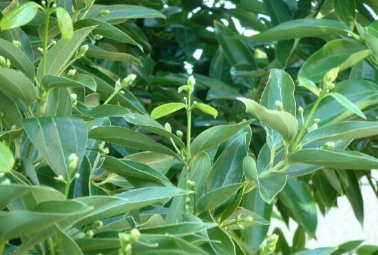 平安樹圖片，平安樹開花圖片