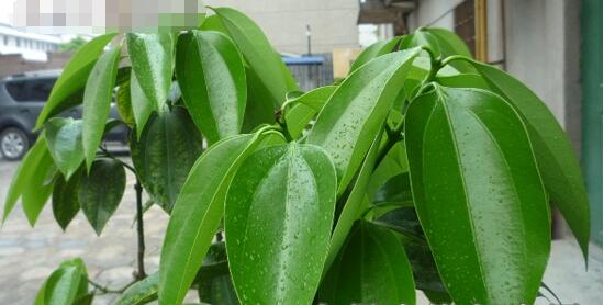 平安樹圖片，平安樹開花圖片