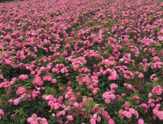 月季花有幾種顏色，月季花品種圖片大全