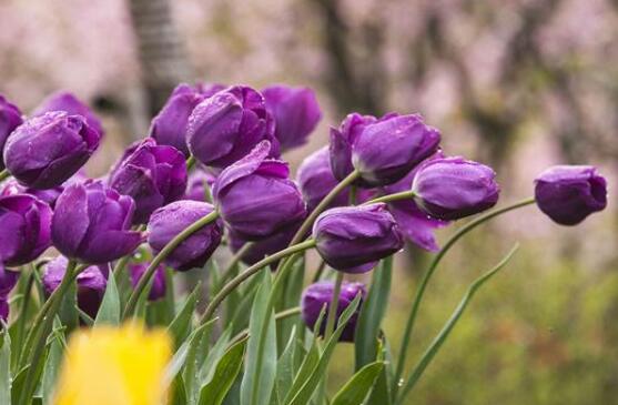 郁金香什么時候開花，賞花期3月-5月