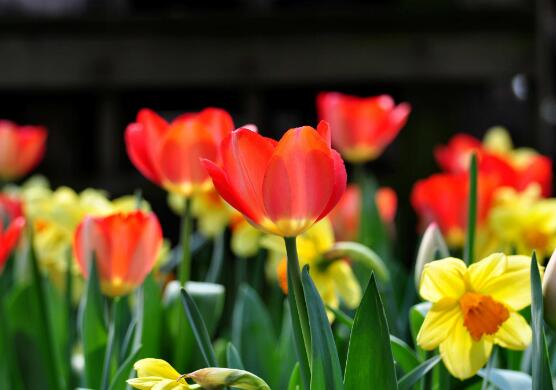 郁金香什么時候開花，賞花期3月-5月