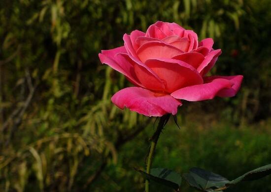 月季花的花語是什么，不同顏色月季花的寓意