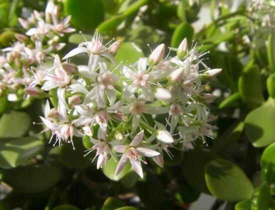 玉樹會開花嗎，玉樹開花的寓意是什么