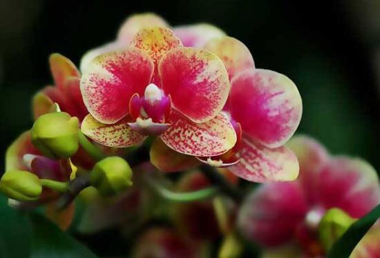 蝴蝶蘭什么時候開花，蝴蝶蘭一年開幾次花