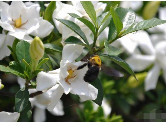 梔子花什么時候開花，梔子花開花期5月-8月