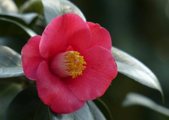 茶花有哪些品種，茶花品種圖片大全