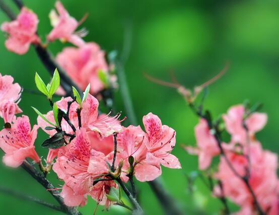 杜鵑花怎么修剪，杜鵑花修剪方法