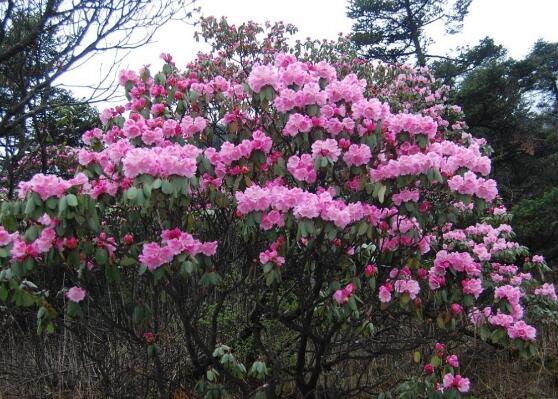 杜鵑花品種大全，杜鵑花十大最美品種