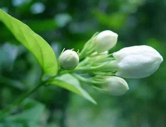 茉莉花的功效與作用，茉莉花八大功效與作用