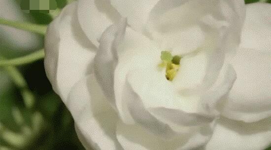 茉莉花怎么澆水，茉莉花澆水方法