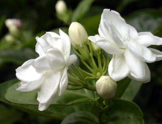 茉莉花什么時候開花，茉莉花一年可開三次花