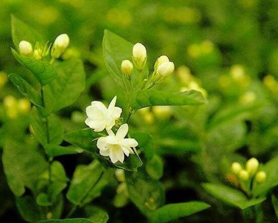 茉莉花什么時候開花，茉莉花一年可開三次花