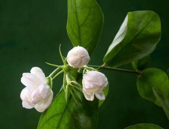 茉莉花葉子發黃怎么辦，茉莉花葉子發黃解決辦法