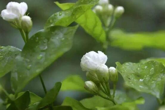 茉莉花葉子發黃怎么辦，茉莉花葉子發黃解決辦法