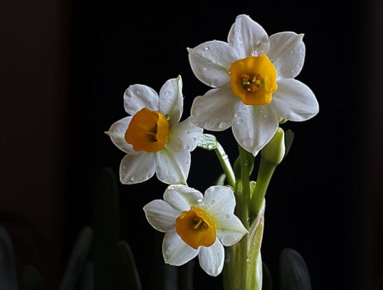 水仙花怎么養(yǎng)，水仙花養(yǎng)殖方法