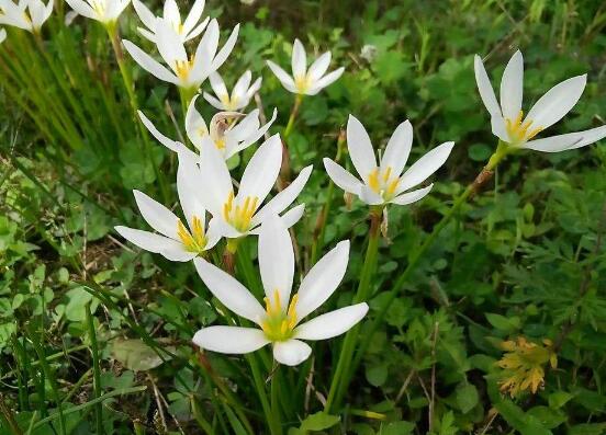 水仙花什么時候開花，水仙花花期在冬季