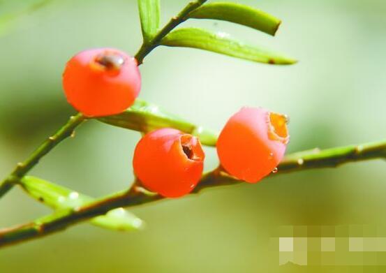 紅豆杉掉葉子是什么原因，六大辦法恢復茂盛