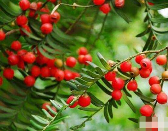 紅豆杉會開花嗎，紅豆杉悉心養護三年能開花結果