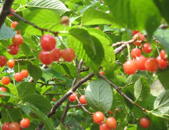 紅豆杉會開花嗎，紅豆杉悉心養護三年能開花結果