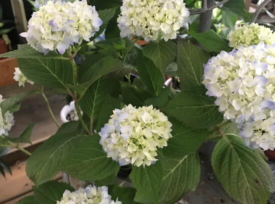 繡球花怎么澆水，繡球花多久澆一次水