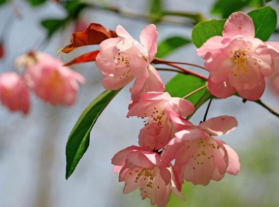 海棠花什么時(shí)候開花，盆栽海棠花花期多久