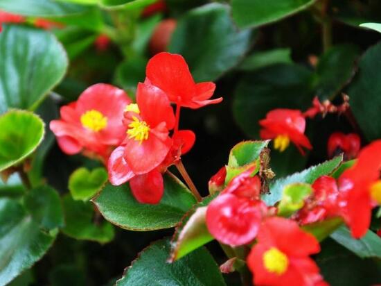 海棠花什么時(shí)候開花，盆栽海棠花花期多久