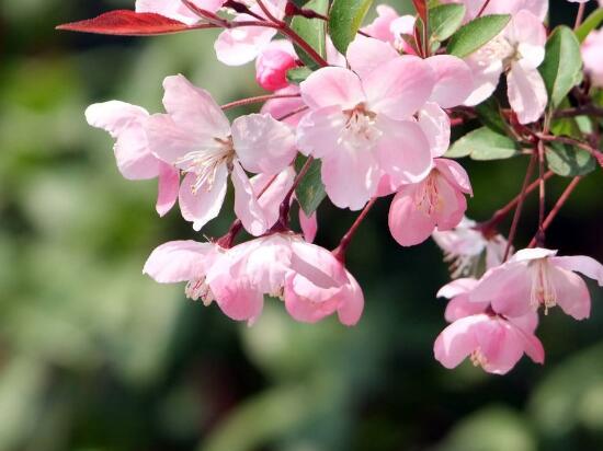 海棠花什么時(shí)候開花，盆栽海棠花花期多久