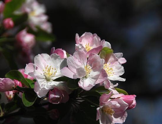 海棠花怎么扦插，海棠花的繁殖方法