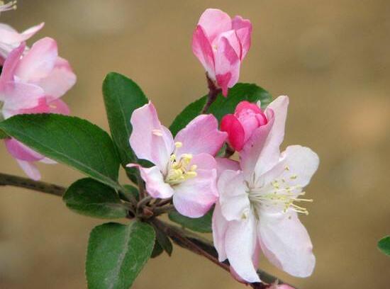 家里為什么不能海棠花，家里養海棠花不吉利