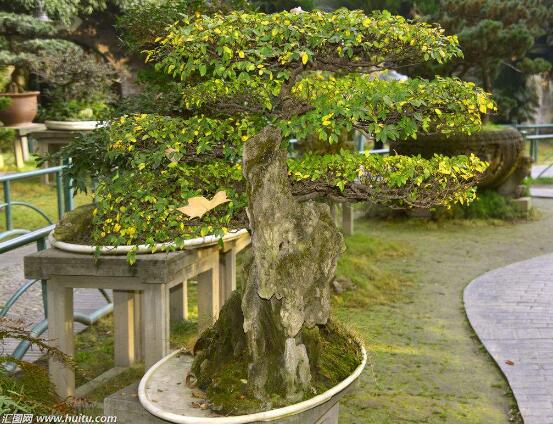 盆栽羅漢松怎么養，盆栽羅漢松養殖方法