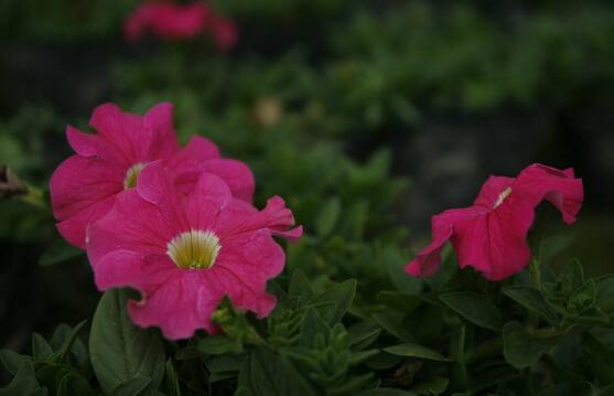 牽牛花怎么修剪，牽牛花修剪方法