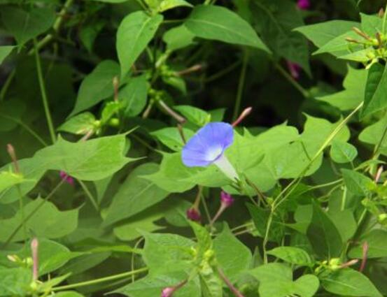 牽牛花什么時候開花，牽牛花在每年6-10月開花