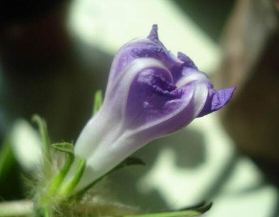 牽牛花可以水培嗎，牽牛花水培方法