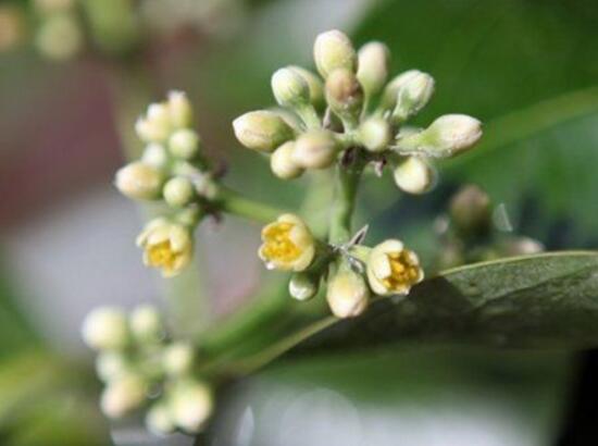 平安樹開花嗎，平安樹養多久可以開花