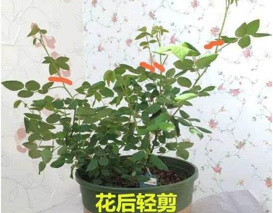 月季花怎么修剪，月季花的修剪方法