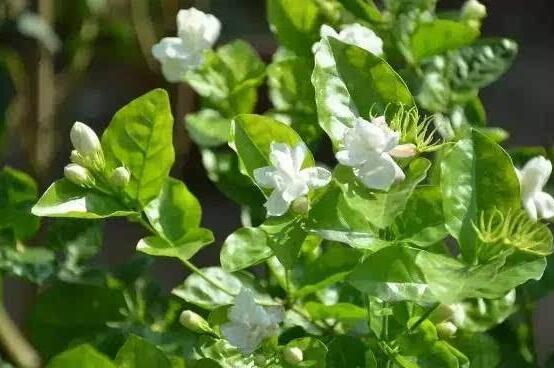 茉莉花爛根怎么救，茉莉花爛根解救辦法