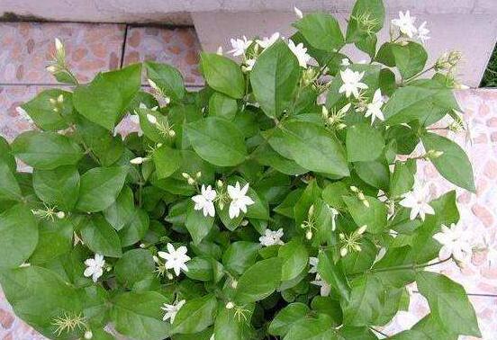 茉莉花爛根怎么救，茉莉花爛根解救辦法