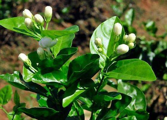 茉莉花可以水培嗎，茉莉花水培方法